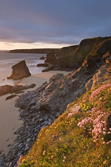 Images Dated 23rd May 2009: Spring wildflowers on the clifftops overlooking Bedruthan Steps, North Cornwall