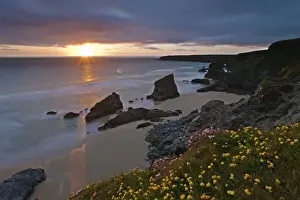 Radiant Prints: Spring wildflowers on the clifftops overlooking Bedruthan Steps, North Cornwall