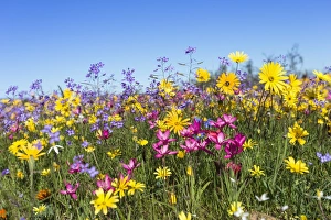 Northern Cape Prints: Spring wildflowers, Papkuilsfontein farm, Nieuwoudtville, Northern Cape, South Africa