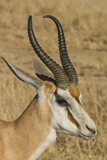 Antelope Prints: Springbok Antelope (Antidorcas marsupialis), Kalahari Transfrontier Park, South Africa