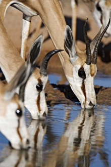 Springbok (Antidorcas marsupialis)