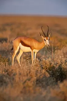 Images Dated 7th May 2009: Springbok (Antidorcas marsupialis), female feeding, Etosha National Park, Namibia, Africa