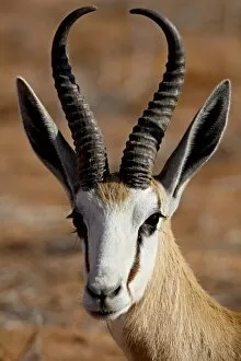 Images Dated 20th October 2007: Springbok (Antidorcas marsupialis), Kgalagadi Transfrontier Park