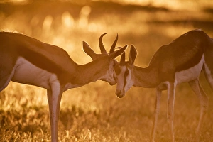 Images Dated 24th January 2008: Springbok (Antidorcas marsupialis) sparring at sunset, Kgalagadi Transfrontier Park