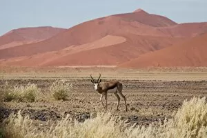 Images Dated 15th June 2008: Springbok (Antidorcas marsupialis) in the Namib Desert at Sossusvlei, Namib-Naukluft Park