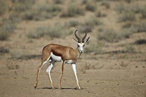 Horns Prints: Springbok (Antidorcas marsupialis) buck, Kgalagadi Transfrontier Park encompassing