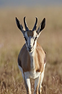 Springbok (Antidorcas marsupialis) buck, Mountain Zebra National Park, South Africa