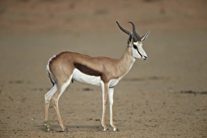 Springbok (Antidorcas marsupialis) buck, Kgalagadi Transfrontier Park, encompassing the former Kalahari Gemsbok National Park, South Africa, Africa