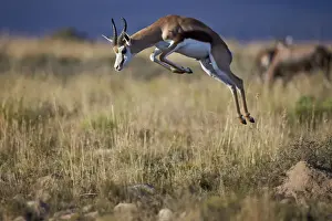 Wild Animals Prints: Springbok (Antidorcas marsupialis) buck springing or jumping, Mountain Zebra National Park