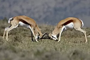 Images Dated 2nd November 2007: Springbok (Antidorcas marsupialis) bucks sparring, Mountain Zebra National Park