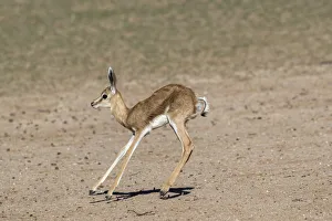 Antelope Prints: Springbok (Antidorcas marsupialis) calf, Kgalagadi Transfrontier Park, South Africa