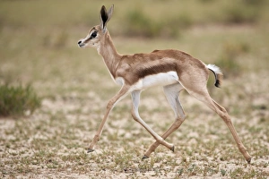 Antelope Prints: Springbok (Antidorcas marsupialis) calf running