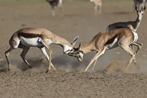 Antelope Prints: Springbok (Antidorcas marsupialis) fighting, Kgalagadi Transfrontier Park, South Africa