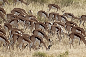 Group Of Animals Prints: Springbok (Antidorcas marsupialis) herd
