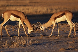 Two springbok (Antidorcas marsupialis) males fighting