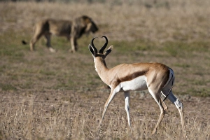 Anticipation Prints: Springbok (Antidorcas marsupialis) watching lion