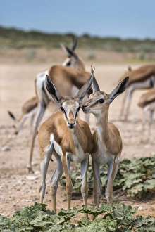 Wildlife Reserve Prints: Springbok (Antidorcas marsupialis) young, Kgalagadi Transfrontier Park, Northern Cape