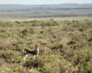Savannas Prints: Springbok, Karoo National Park, Beaufort West, Western Cape, South Africa, Africa