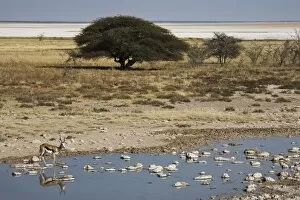 Springbok by waterhole, Etosha Pan, Etosha National Park, Namibia, Africa