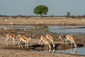 Savanna Prints: Springboks (Antidorcas marsupialis), Nxai Pan National Park, Botswana, Africa