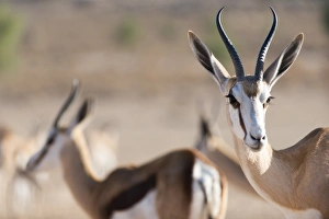 Horned Prints: Springboks in the Kgalagadi Transfrontier Park, South Africa, Africa