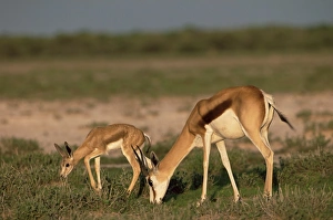 Consuming Prints: Springbokwith lamb (Antidorcas marsupialis)