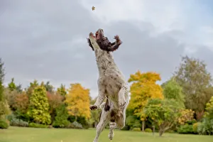 Public Park Prints: Springer Spaniel catching a treat in mid air, United Kingdom, Europe
