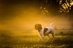 Canis Lupus Familiaris Prints: Springer spaniel, Oxfordshire, England, United Kingdom, Europe
