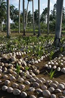 Forestry Prints: Sprouting coconuts and coconut palms on a plantation at Baracoa, Oriente
