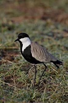 Images Dated 9th October 2007: Spur-Winged Plover (Spur-Winged Lapwing) (Vanellus spinosus), Masai Mara National Reserve
