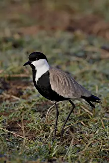Spur-Winged Plover (Spur-Winged Lapwing) (Vanellus spinosus), Masai Mara National Reserve