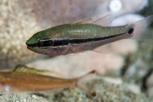 Images Dated 28th May 2008: Spurcheek cardinalfish (Apogon fraenatus), Sulawesi, Indonesia, Southeast Asia, Asia