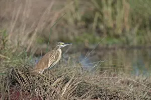 Botswana Prints: Squacco heron, (Ardeola ralloides), Chobe National Park, Chobe River, Botswana