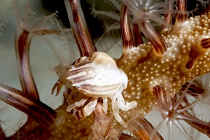 Images Dated 1st June 2008: Squat lobster (Galathea sp.), Sulawesi, Indonesia, Southeast Asia, Asia