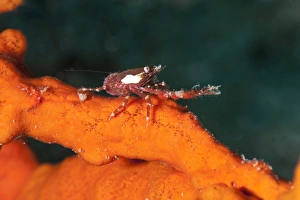 Images Dated 26th May 2008: Squat lobster (Galathea sp.), Sulawesi, Indonesia, Southeast Asia, Asia