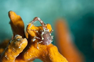 Images Dated 26th May 2008: Squat lobster (Galathea sp.), Sulawesi, Indonesia, Southeast Asia, Asia