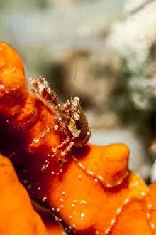 Squat lobster (Galathea sp.), Sulawesi, Indonesia, Southeast Asia, Asia