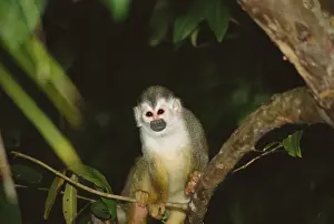 Squirrel monkey (Saimiri oerstedii) standing on a branch, Manuel Antonio