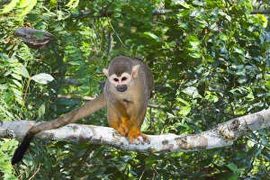 Brazil Prints: Squirrel monkey (Saimiri sciureus), Amazon state, Brazil, South America