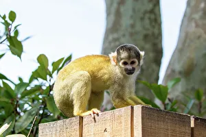 Curious Prints: Squirrel monkey on a wooden ledge in a natural setting