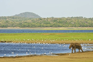 Sri Lankan elephant (Elephas maximus maximus), Minneriya National Park, Sri Lanka, Asia