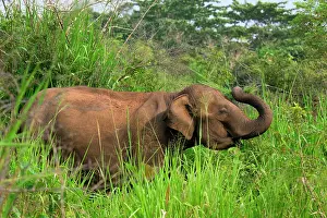 Savanna Prints: Sri Lankan elephant (Elephas maximus maximus) walking through high grass