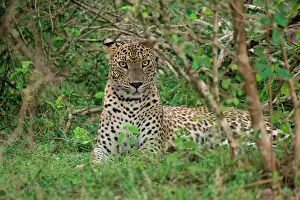 Skills Prints: Sri Lankan leopard rests in dense shrubbery during a warm afternoon in its natural habitat