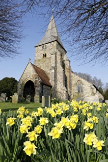 In Bloom Prints: St. Bartholomews Church with spring daffodils