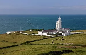 Large Group Of Animals Gallery: St. Catherines Point Lighthouse, Isle of Wight, England, United Kingdom, Europe