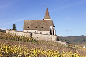 Alsace Prints: St. Jacques church, vineyards in autumn, Hunawhir, Alsace, France, Europe