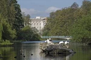 Buckingham Palace Collection: St. Jamess Park lake from Pelican Rock to Buckingham Palace, London