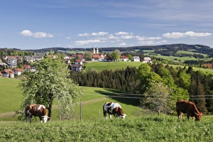 Black Forest Prints: St. Maergen, spring, Glottertal Valley, Black Forest, Baden Wurttemberg, Germany, Europe