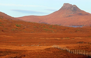 Assynt Prints: Stac Pollaidh, Assynt, Sutherland, Highlands, Scotland, United Kingdom