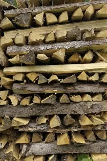 Images Dated 17th June 2008: Stack of firewood typical of the Alps, Austria, Europe